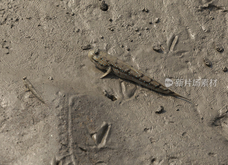 弹涂鱼，Sundarbans NP，印度